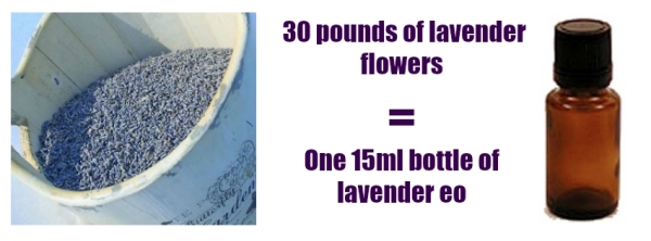 Pounds of Lavender